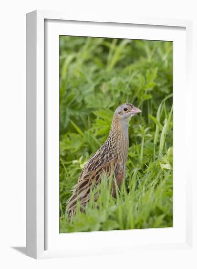 Corncrake (Crex Crex) Amongst Grass, Balranald Rspb Reserve, North Uist, Scotland, UK, May-Peter Cairns-Framed Photographic Print