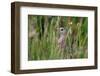 Corncrake hidden in meadow, Balranald RSPB Nature Reserve, North Uist, Scotland-Laurie Campbell-Framed Photographic Print