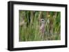 Corncrake hidden in meadow, Balranald RSPB Nature Reserve, North Uist, Scotland-Laurie Campbell-Framed Photographic Print
