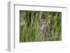 Corncrake hidden in meadow, Balranald RSPB Nature Reserve, North Uist, Scotland-Laurie Campbell-Framed Photographic Print