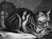 The Large Cat-Cornelis Visscher-Art Print