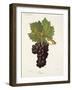Cornet Grape-J. Troncy-Framed Giclee Print