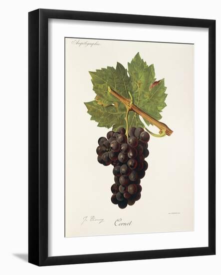 Cornet Grape-J. Troncy-Framed Giclee Print