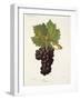 Cornet Grape-J. Troncy-Framed Giclee Print