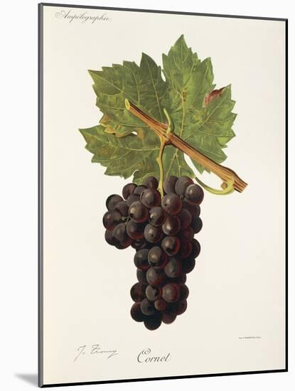 Cornet Grape-J. Troncy-Mounted Giclee Print