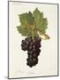 Cornet Grape-J. Troncy-Mounted Giclee Print