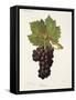 Cornet Grape-J. Troncy-Framed Stretched Canvas