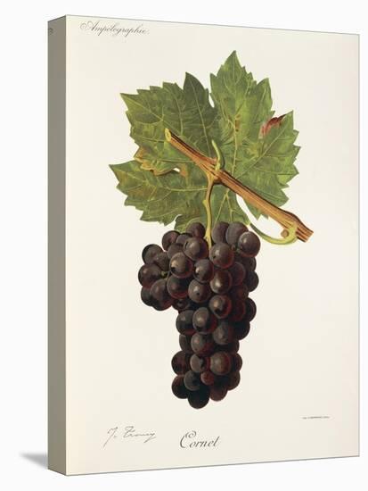 Cornet Grape-J. Troncy-Stretched Canvas