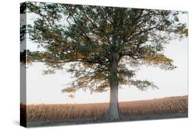 Cornfield at Sunset-Donnie Quillen-Stretched Canvas