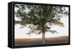 Cornfield at Sunset-Donnie Quillen-Framed Stretched Canvas