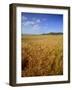 Cornfield, Ridgeway Path, Steps Hill and Ivinghoe Beacon, Chilterns, Buckinghamshire, England, UK-David Hughes-Framed Photographic Print