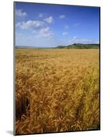 Cornfield, Ridgeway Path, Steps Hill and Ivinghoe Beacon, Chilterns, Buckinghamshire, England, UK-David Hughes-Mounted Photographic Print