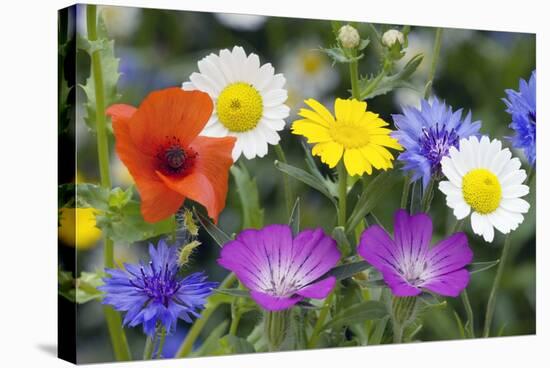 Cornfield Weed Flowers-Bob Gibbons-Stretched Canvas