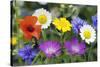 Cornfield Weed Flowers-Bob Gibbons-Stretched Canvas