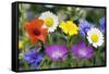 Cornfield Weed Flowers-Bob Gibbons-Framed Stretched Canvas