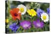 Cornfield Weed Flowers-Bob Gibbons-Stretched Canvas
