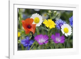 Cornfield Weed Flowers-Bob Gibbons-Framed Photographic Print