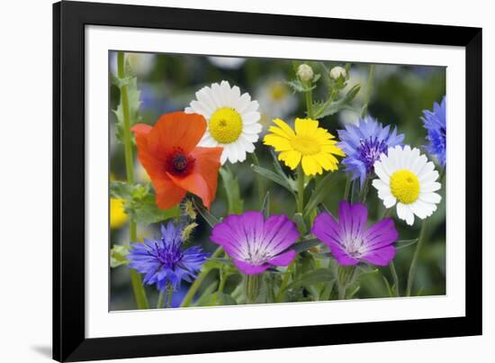 Cornfield Weed Flowers-Bob Gibbons-Framed Photographic Print