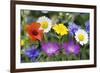 Cornfield Weed Flowers-Bob Gibbons-Framed Photographic Print