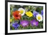 Cornfield Weed Flowers-Bob Gibbons-Framed Photographic Print