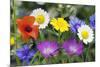 Cornfield Weed Flowers-Bob Gibbons-Mounted Photographic Print