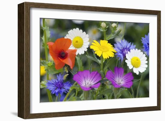 Cornfield Weed Flowers-Bob Gibbons-Framed Photographic Print