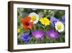 Cornfield Weed Flowers-Bob Gibbons-Framed Photographic Print