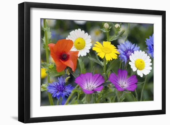 Cornfield Weed Flowers-Bob Gibbons-Framed Photographic Print