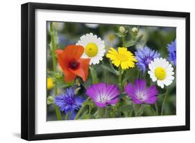 Cornfield Weed Flowers-Bob Gibbons-Framed Photographic Print