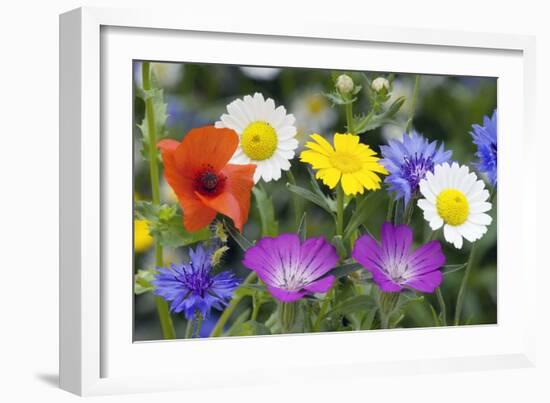 Cornfield Weed Flowers-Bob Gibbons-Framed Photographic Print