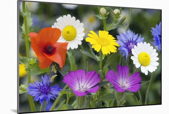 Cornfield Weed Flowers-Bob Gibbons-Mounted Photographic Print