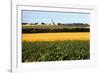 Cornfield with Church in Background-null-Framed Photographic Print