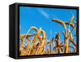 Cornfield-null-Framed Stretched Canvas