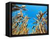 Cornfield-null-Framed Stretched Canvas