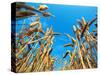 Cornfield-null-Stretched Canvas