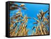 Cornfield-null-Framed Stretched Canvas