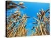 Cornfield-null-Stretched Canvas