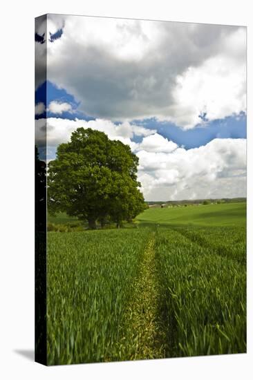 Cornfield-Veneratio-Stretched Canvas