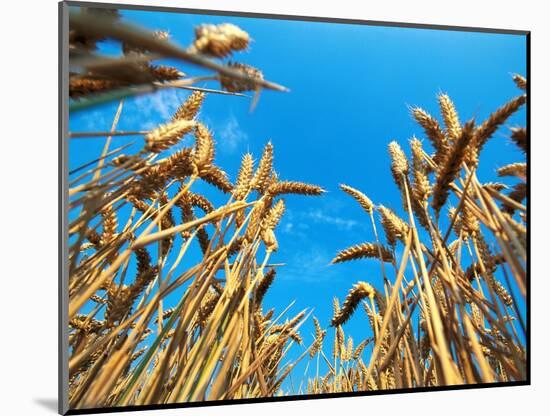 Cornfield-null-Mounted Photographic Print