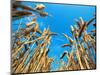 Cornfield-null-Mounted Photographic Print