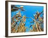 Cornfield-null-Framed Photographic Print