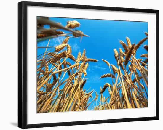 Cornfield-null-Framed Photographic Print