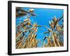 Cornfield-null-Framed Photographic Print