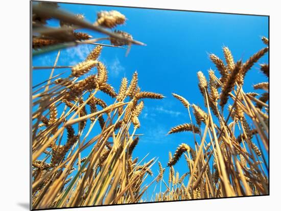 Cornfield-null-Mounted Photographic Print