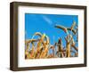 Cornfield-null-Framed Photographic Print