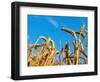 Cornfield-null-Framed Photographic Print