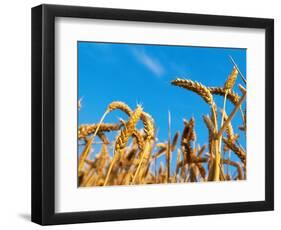 Cornfield-null-Framed Photographic Print