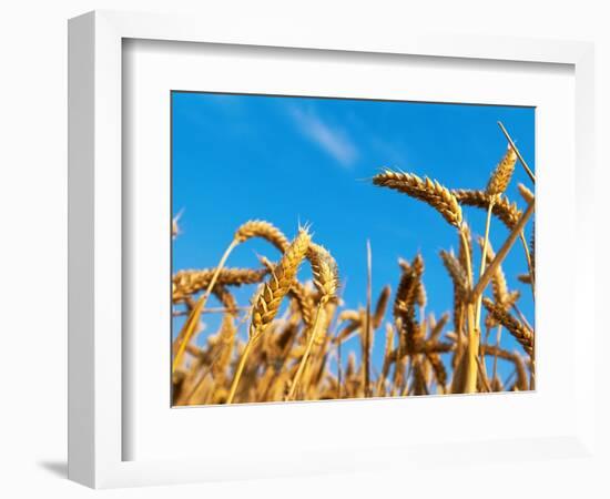 Cornfield-null-Framed Photographic Print