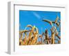 Cornfield-null-Framed Photographic Print