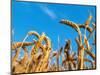 Cornfield-null-Mounted Photographic Print